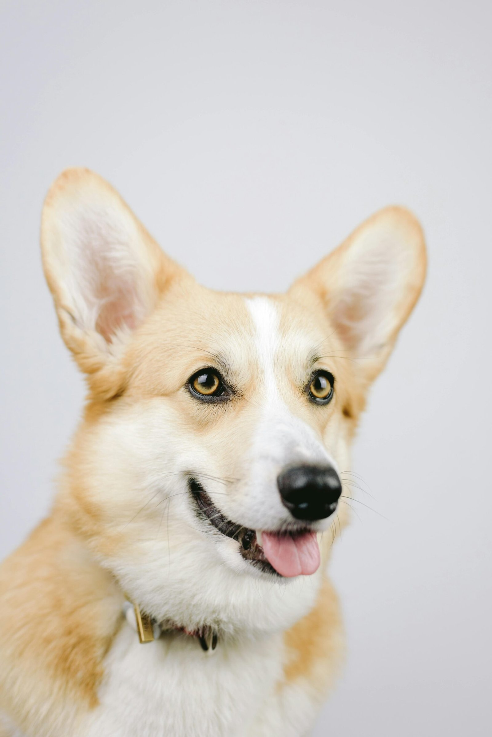 Cute portrait of a corgi dog with perked ears in a studio setting, looking playful and alert.